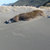 Sand Coprosma