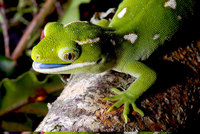 auckland green gecko