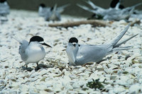 white fronted tern