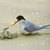 nz fairy tern. 