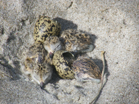 Te Arai Dotterel egg and chicks