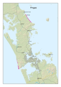 Pingao Distribution in Auckland. 