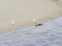 Dotterel chicks at Te Arai Stream10
