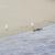 Dotterel chicks at Te Arai Stream10. 