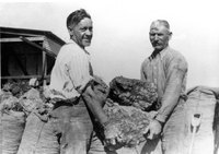 Tomarata Swamp Gum Find