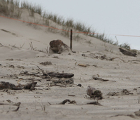 Dotterel chick survives storm. 