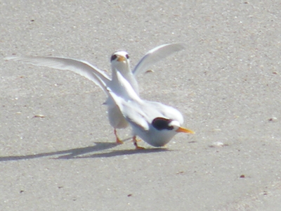Fairy terns at Te Arai Stream 2012. 