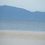Fairy terns at Te Arai Stream 2012. 