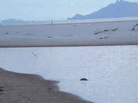 Fairy terns at Te Arai Stream 2012. 