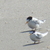 Fairy terns at Te Arai Stream 2012. 