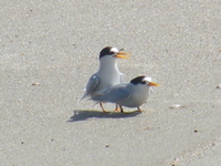 Fairy terns at Te Arai Stream 2012. 