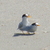 Fairy terns at Te Arai Stream 2012. 